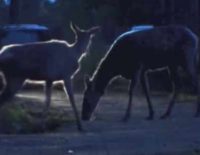 Volvo Aims to Brake for Animals