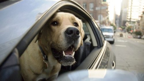Unfortunately, pets can't drive themselves, now can they?