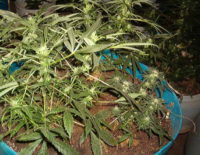 Medical Marijuana Reduces Traffic Deaths, Study Says